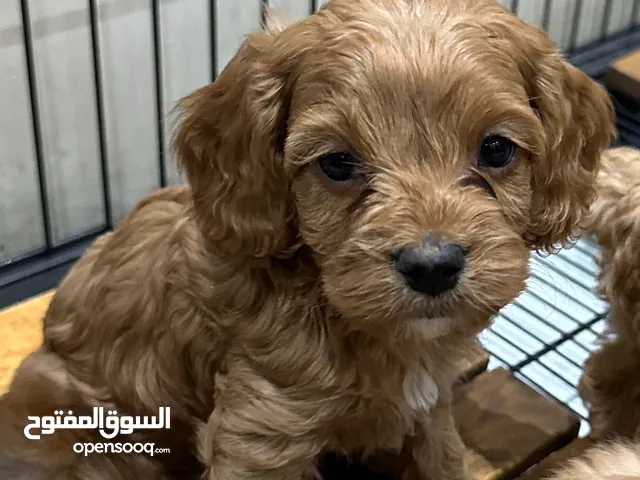 Doodle puppy