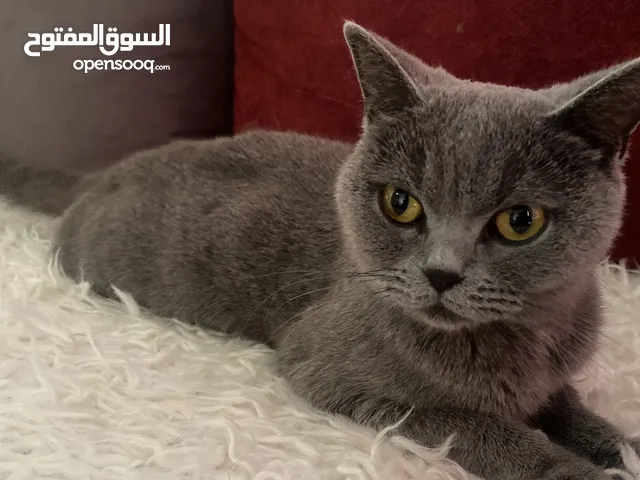 قطة سكوتش فولد بسعر مميز