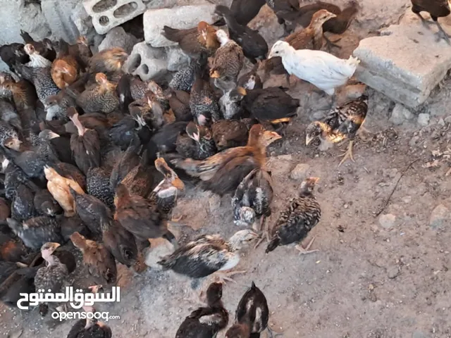 صيصان جاج بلدي