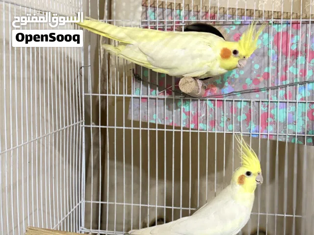 متاح زوج كوكتيل عين حمره هنه والقفص ب 90 الف والله العظيم ماخذهن من محميه ومبزرات وهسه تراكبن عدي