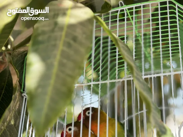 ببغاء الفيشر