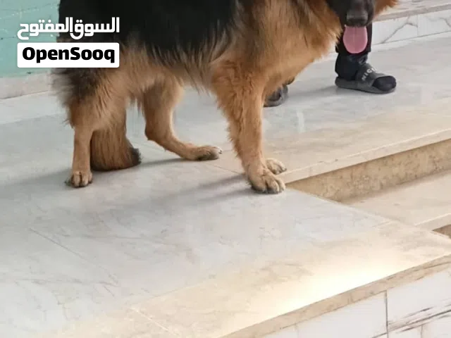 جرو جيرمن شيبرد كزيوني لغرض السفر