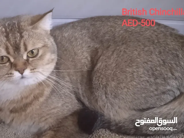 قطط سكوتش فولد للتبني في الإمارات: جميع الأعمار : قطط صغيرة