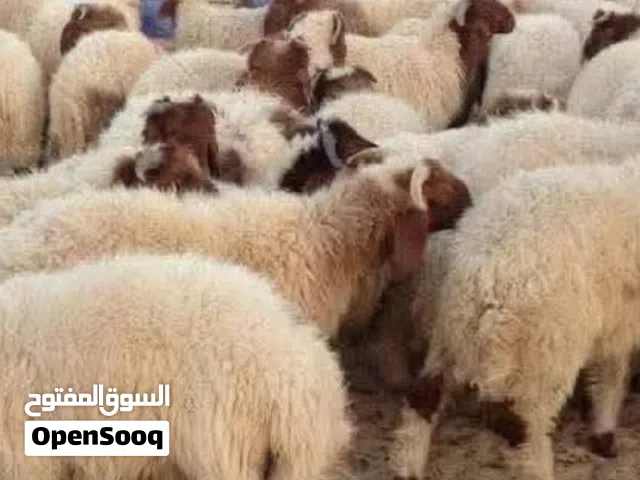 مطلوب غنم بسعر مناسب