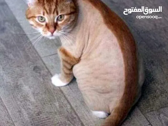 حلاقه قطط فقط 5دنانير