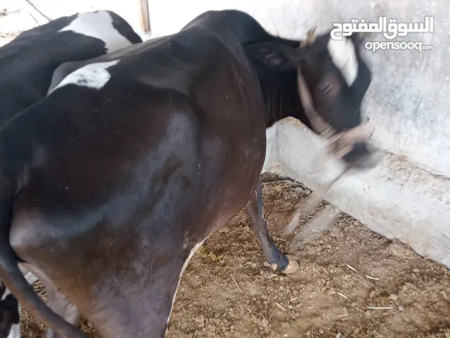 هايشه مطفل وراها عجل وسمينه كلش حلوه مال جني ترهم كصابه