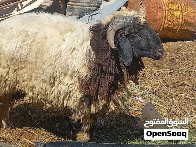خروف عمر سنتين   و الوزن فوك 30 كيلو