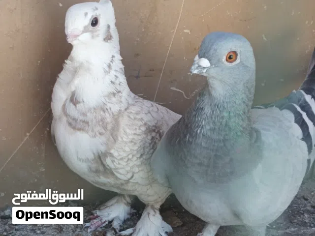حمام زينة نثاية