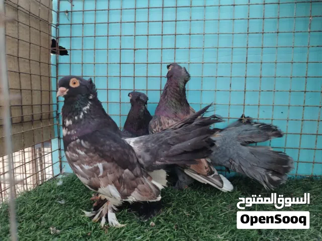 حمام كرنجوا للبيع