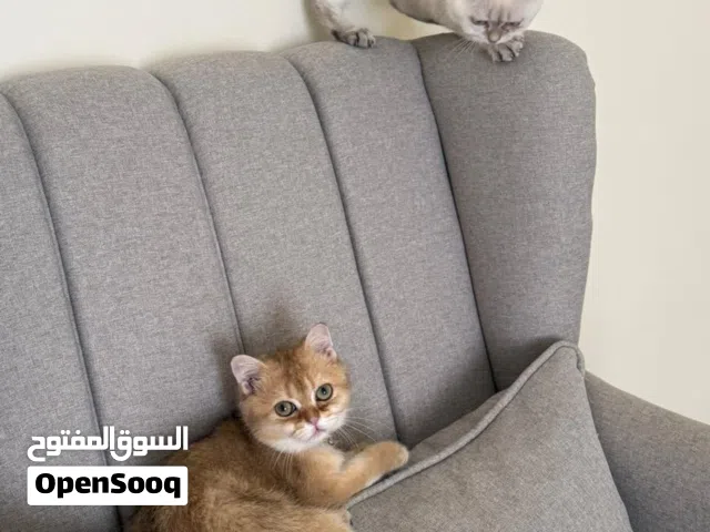 إقرأ الوصف قطط سكوتش فولد ستريت