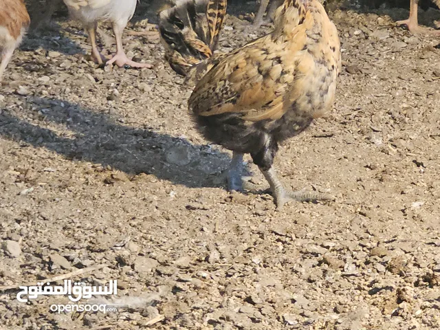 دجاج كويتي والبولش والفرنسي
