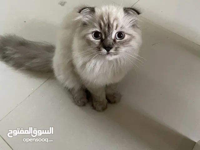 قط ذكر وانتى للبيع