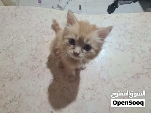 سكوتش ستريت للبيع scottish stright for sell