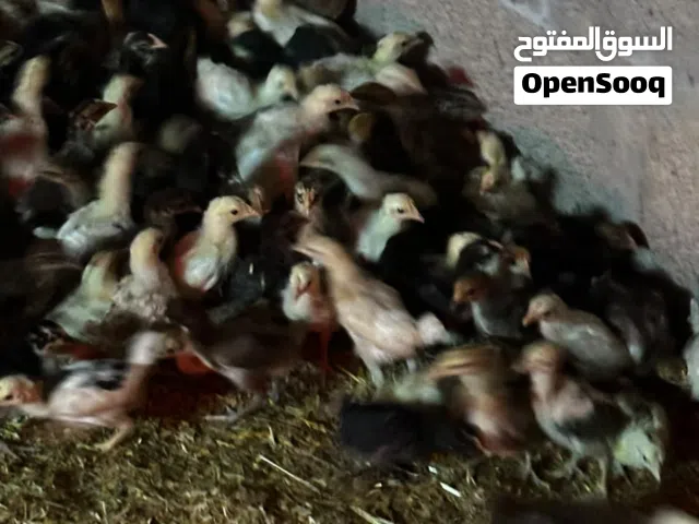 دجاج عماني هجين فرنسي العمر فوق ثلاث اسابيع