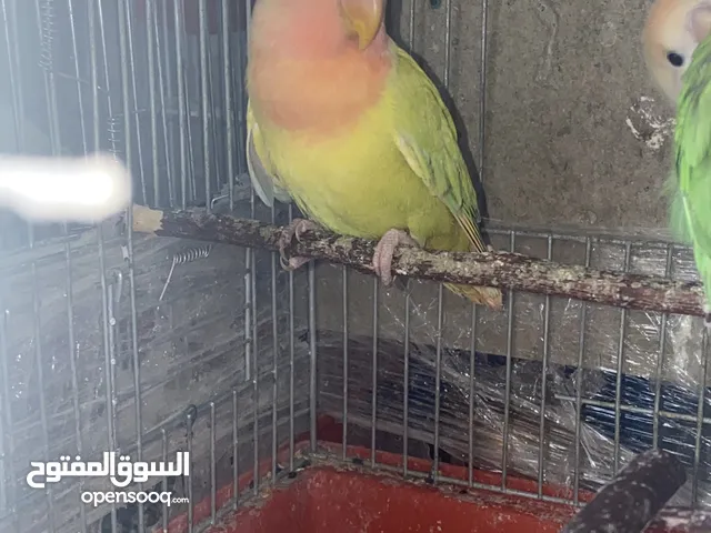 ذكر روز شبه جاهز للبيع طفره مميزه صلي عالنبي