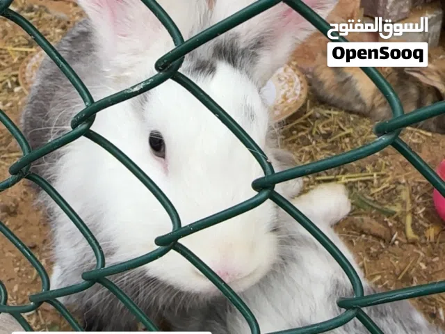 أرانب محلية فريدة