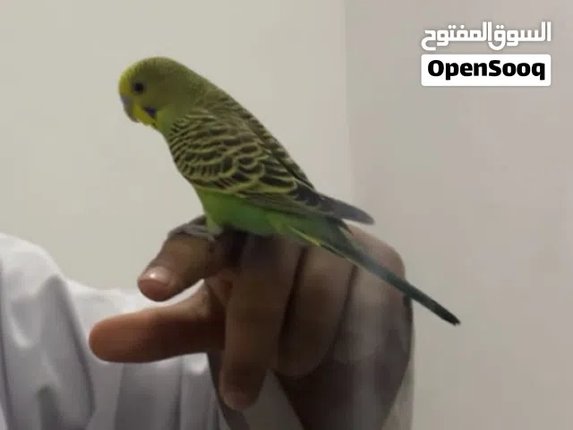 طيوربادجي ببغاء للبيع