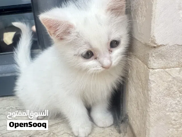 شيرازي قطط حلوة ومرحة للبيع بسبب السفر