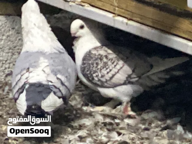 حمام للبيع اختر الصور اخبرك السعر حسابنا داعم الهوايه واسعارنا مناسبه