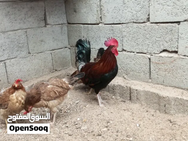 دجاج كويتي مطوك بياضات سيت الديج سعودي سياف خط أول مع ثلاثة دجاجات كويتيات  السعر 175 وبيهن مجال