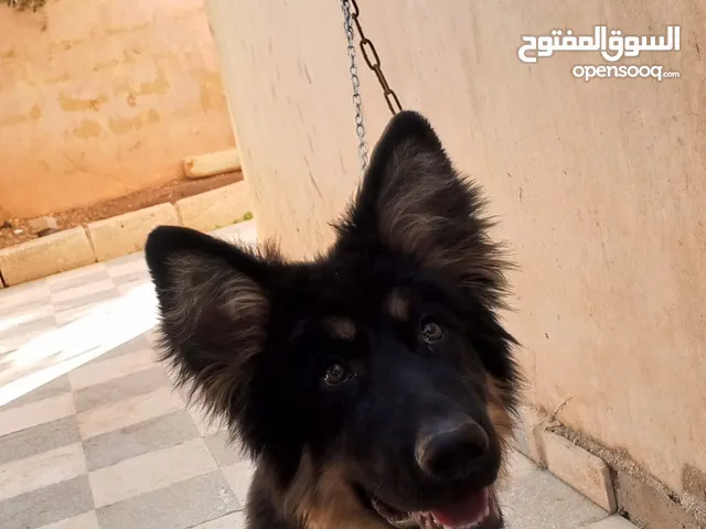 جيرمن شبر عمرو 8شهور