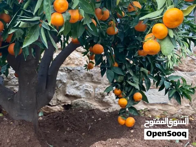 عماره للبيع الرابيه لقطه استثمارية