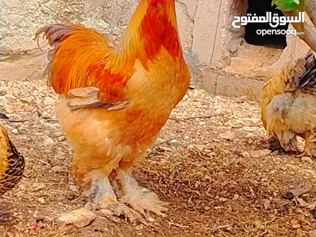 20 صوص براهمي من الاهالي المعروضه