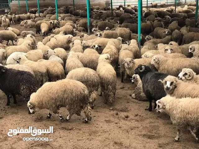 خرفان للعقائق للنذووور بحااال البلاش