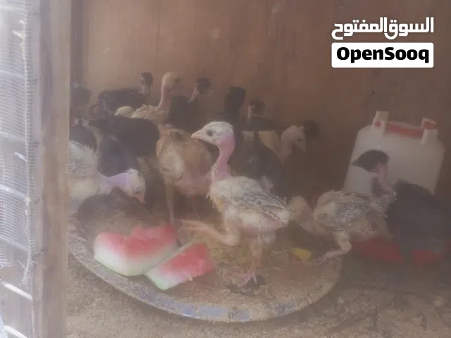 كتاكيت عمر عشرين يوم ابو ركيبه الزوج ب3ونص والعاديات الزوج ب3 وافراخ عمر شهرين ونص الزوج ب7