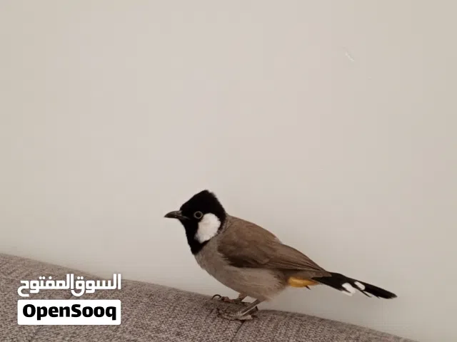 متاح بلبل عراقي اقره الوصف