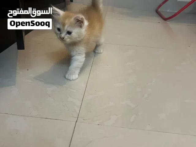 persian kitten