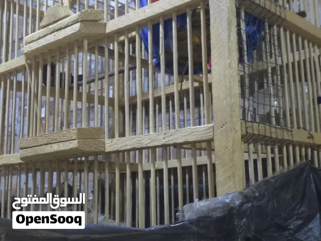 بلابل حلوات ونظيفات وحشيات و يبيضن الله شاهد ومتزاوجات سعر 80