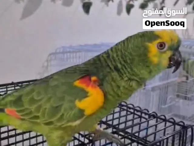 ببغاء امازوني