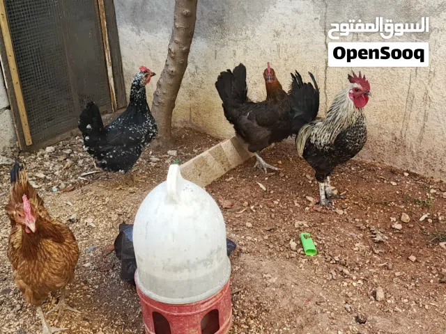 ثلاث جاجات وديك ما شاء الله عليهم