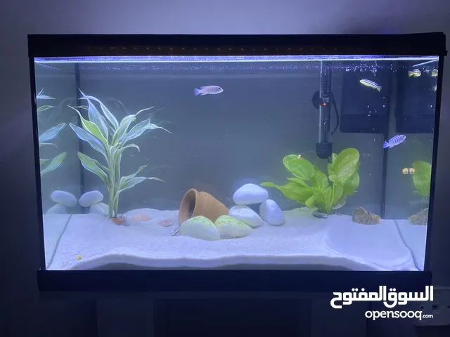 حوض سمك معه الاغراض