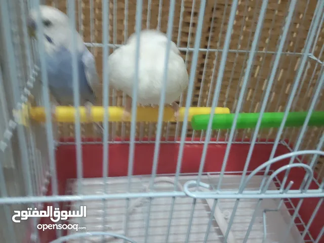 طيور حب مع قفص كبير الحجم ازواج