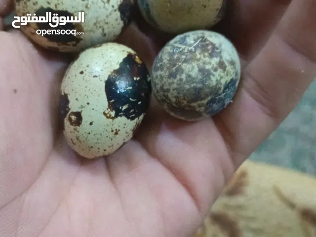 بيض فري لبيع