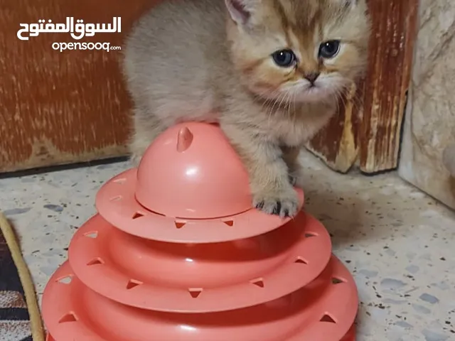 قطط سكوتش فولد ستريت للبيع