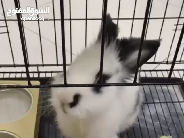 ارنب كالفورنيا كبير