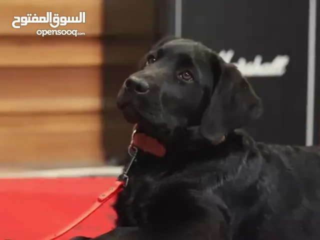 Labrador Retriever and German shephered mix female puppies