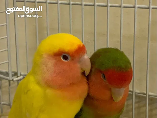 ببغاء روز انثى وذكر مع القفص والحضانه والطعام