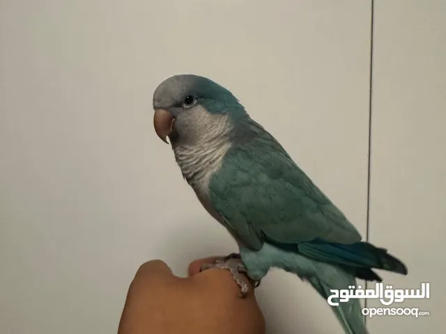 للبيع كويكر