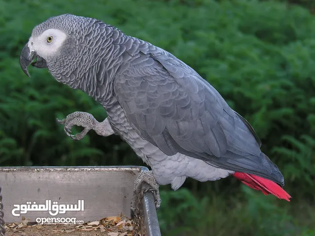 الببغاء الرمادي الأفريقي الكاسكو