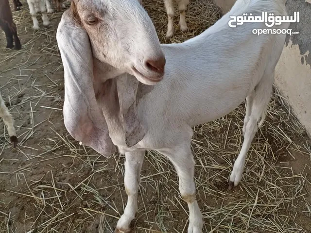 تيس باكستاني محقوص و جدي