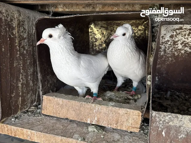 حمام قفقازي
