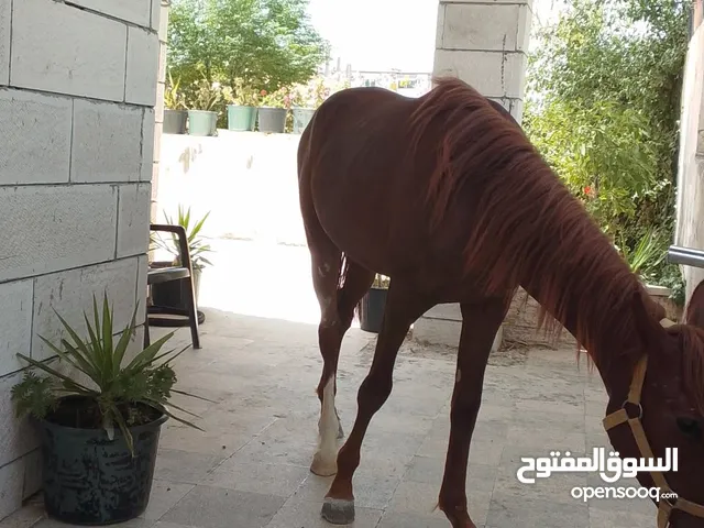 خيل عربي للبيع