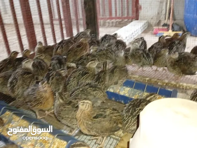 فري بياض عمر 50 يوم