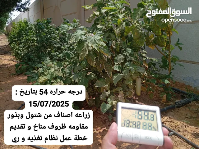 للبيع شتول خضار و تقديم خدمه متابعه ما بعد بيع زراعه و الاثمار و القطاف