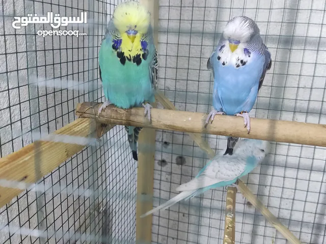 مجموعه. طيور