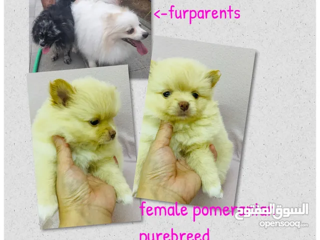 purebreed pomeranian female puppy  جرو بوميرانيان أصيل أنثى